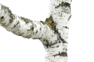 Close-up of a birch tree trunk with a branch extending, showcasing its white bark and natural texture. png