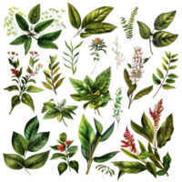 Collection of various green and colorful botanical leaves and flowers in a detailed, hand-drawn illustration style. png