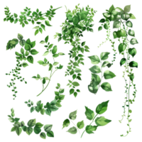 Collection of various green leafy vines and foliage in illustration. Perfect for design, decoration, and botanical themes. png