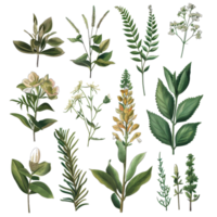 Collection of various green leafy plants and herbs, beautifully illustrated in a botanical style. png