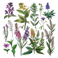 Collection of colorful wildflowers and medicinal herbs, perfect for botanical projects and natural medicine designs. png