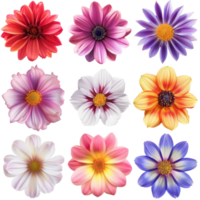 Collection of vibrant, multicolored flowers displayed in a grid arrangement, showcasing various petal patterns and hues. png