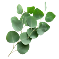 Fresh green eucalyptus leaves on a branch, ideal for natural decor, botanical designs, and eco-friendly projects. png