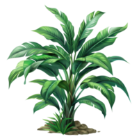 Green plant with broad leaves growing from the soil, isolated on transparent background. Perfect for natural and botanical themes. png