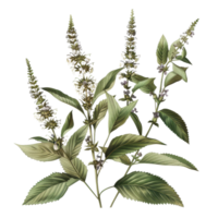 Detailed illustration of a green plant with elongated leaves and flower clusters, suitable for botanical studies and educational material. png