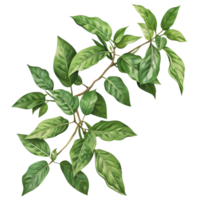 Realistic digital illustration of a green leafy branch with detailed leaves, isolated on a transparent background. png