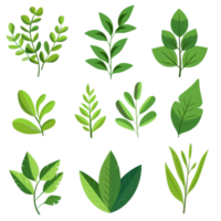 A collection of various green leaves, featuring different shapes and sizes, perfect for nature-themed designs and botanical illustrations. png