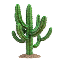 A realistic green cactus with multiple arms isolated on a transparent background. perfect for desert-themed designs and projects. png