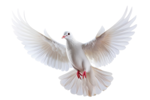 A stunning white dove with outstretched wings in flight against a transparent background. symbolizing peace, freedom, and tranquility. png