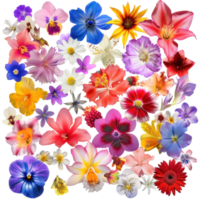 A vibrant collage of various colorful flowers in full bloom, showcasing the beauty of nature in a diverse arrangement. png