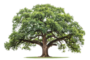 A majestic oak tree with sprawling branches and lush green leaves, isolated on a transparent background. Perfect for nature, environment, or botanical uses. png