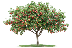 A lush apple tree full of ripe red apples, showcasing the abundance of nature and the beauty of fruit-bearing trees in a vibrant orchard. png