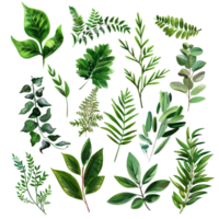 A beautiful collection of various green leaves and foliage, perfect for botanical and nature-inspired designs. png