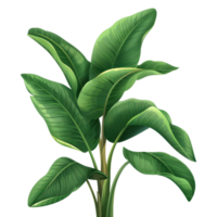 A lush green plant with large, vibrant leaves beautifully depicted against a transparent background. perfect for nature-themed projects. png