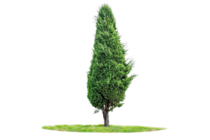 Tall green cypress tree standing alone on a patch of grass, against a transparent background. Ideal for landscaping and nature-themed projects. png