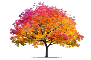 Vibrant autumn tree with colorful foliage in shades of red, orange, and yellow isolated on a transparent background. png