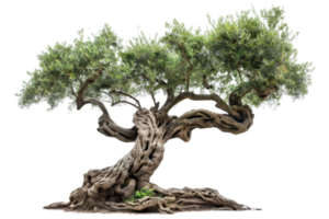 Ancient olive tree with intricate gnarled trunk and lush green foliage against transparent background. showcasing nature's beauty and resilience. png