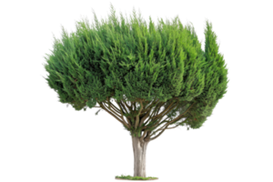 Isolated tree with dense green foliage against a transparent background. Perfect for nature and landscape themes. png