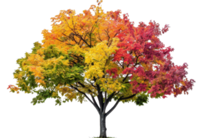 Vibrant tree with colorful autumn foliage in shades of red, orange, and yellow, isolated on a transparent background. png