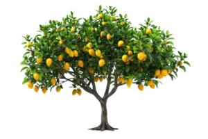A vibrant lemon tree adorned with ripe yellow lemons, standing isolated on a transparent background. showcasing lush green foliage and healthy fruits. png
