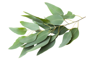 Close-up of fresh eucalyptus leaves on a branch. Vibrant green foliage perfect for natural, botanical, and health-related themes. png