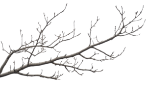 A detailed close-up image of a bare tree branch against a transparent background, perfect for nature and minimalist design contexts. png