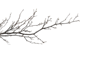 Close-up of a bare tree branch with small buds against a transparent background. representing nature's changing seasons and the beginning of new growth. png