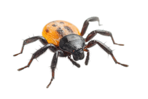 Close-up image of a colorful spider with an orange and black body, isolated on a transparent background. Ideal for educational and biological purposes. png