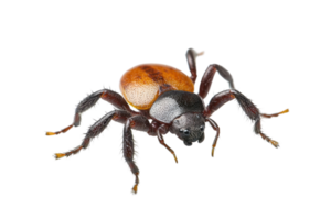 Close-up image of a velvet ant, also known as a cow killer. This brightly colored insect is actually a type of wasp with a furry appearance. png