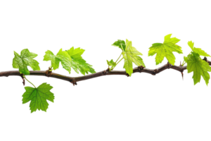 Close-up of a grapevine branch with vibrant green leaves isolated on a transparent background. Natural and botanical theme for design projects. png
