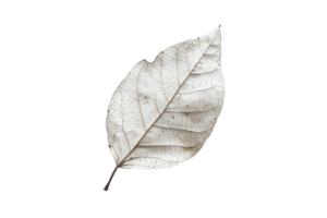 Close-up of a single dried leaf with intricate vein patterns, isolated on a transparent background. Perfect for nature and botanical themes. png