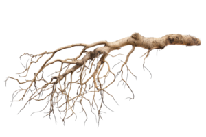 Close-up of intricate root system from a tree, isolated on transparent background. Ideal for nature, biology, and ecosystem concepts. png