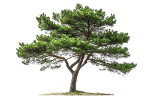 A beautiful solitary pine tree with lush green foliage standing against a transparent background. showcasing its elegant and natural form. png