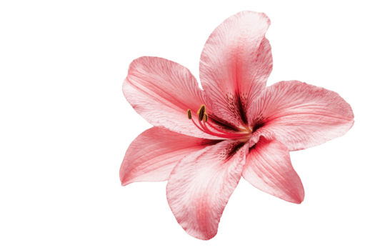 un maravilloso de cerca de un rosado lirio flor aislado en un transparente antecedentes. exhibiendo delicado pétalos y intrincado detalles. png