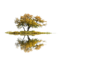A solitary tree on a small island with its reflection in calm water, showcasing autumn colors against a transparent background. png