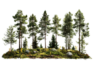 A scenic forest with tall evergreen trees and lush greenery, creating a tranquil and natural wilderness landscape against a transparent background. png