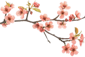 Beautiful cherry blossom branch with delicate pink flowers in bloom, isolated on transparent background. Perfect for spring and nature themed designs. png