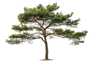 Beautiful isolated pine tree on a transparent background. showcasing lush green needles and natural details, perfect for nature and botanical themes. png