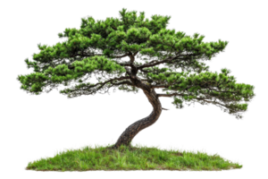 Beautiful isolated pine tree with twisted trunk, vibrant green foliage, and natural serene setting. png