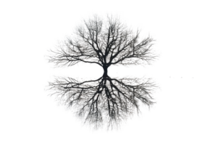 Beautiful symmetrical tree reflection on water during winter, showcasing intricate branch patterns against a transparent background. png