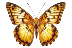 Bright orange and brown butterfly with intricate wing patterns, isolated on a transparent background. Perfect for nature and insect-themed projects. png