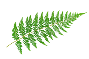 Close-up of a vibrant green fern leaf, featuring detailed fronds and intricate patterns against a transparent background. png