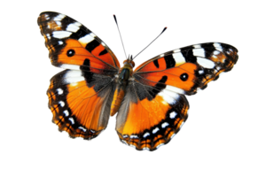 Vibrant orange butterfly with intricate black and white patterns on transparent background. Ideal for nature and wildlife presentations. png