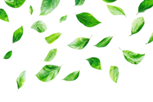 Fresh green leaves floating on transparent background. creating nature-inspired, minimalistic and clean design perfect for environmental themes. png
