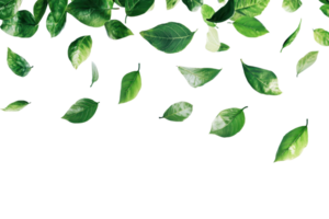 Scattered green leaves on a transparent background. creating a natural and fresh frame, perfect for eco-friendly designs and projects. png