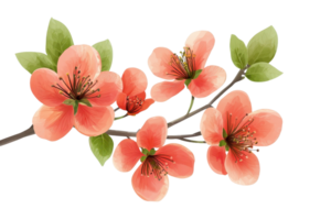 Close-up of a beautiful pink cherry blossom branch with green leaves on a transparent background. perfect for spring-themed designs. png