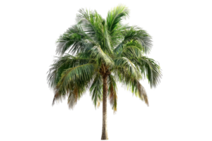 Isolated palm tree on a transparent background. Perfect for tropical themes, designs, and nature-related projects. png