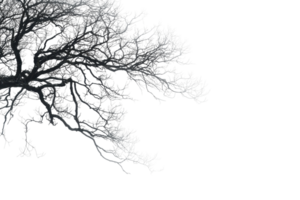 Monochrome silhouette of a tree branch with intricate and delicate details, isolated on a transparent background. png