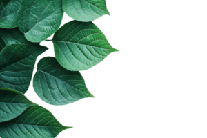 Vibrant green leaves with intricate patterns overlapping against a transparent background. perfect nature and botanical themed image for presentations. png