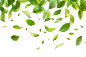 A vibrant assortment of green leaves scattered elegantly on a transparent background. perfect for various design and nature-related uses. png